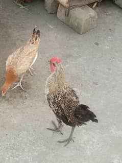 golden Misri 6 month  aseel & ASTRILORP 1 year hens sale