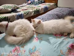 Persian male kittens