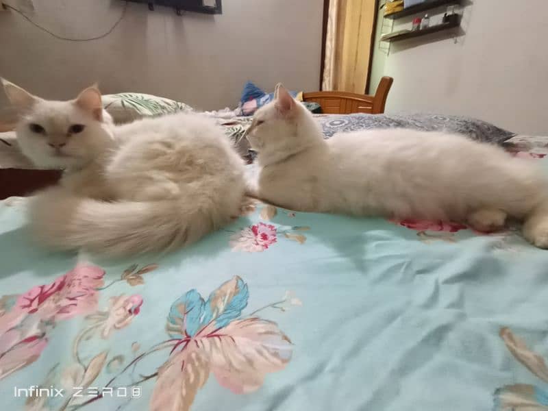 Persian male kittens 3