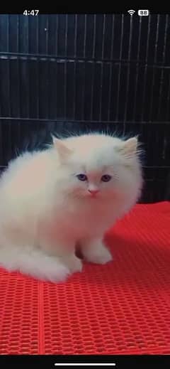 Persian cat for sale my WhatsApp number 03468444939