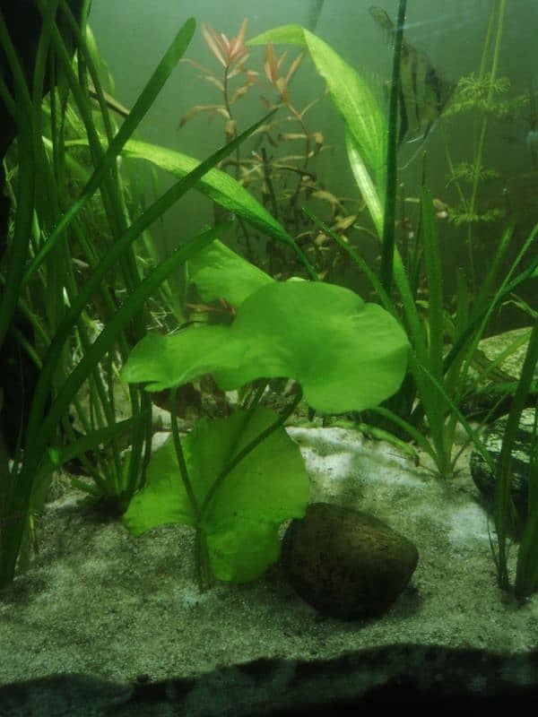 aquatic plant for sale 3