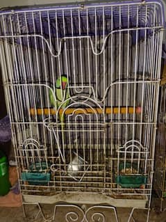 raw parrot with cage