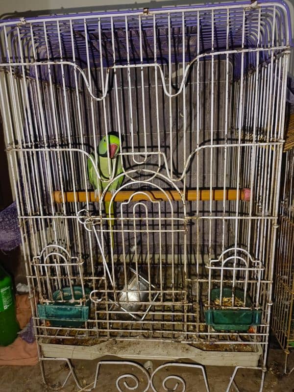 raw parrot with cage 0