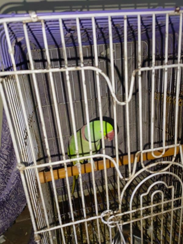 raw parrot with cage 1