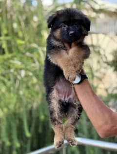 Germanshepherd /Puppies/ Babies Available 03275590740