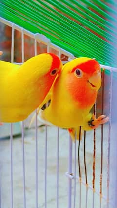 Love Bird Breder Pair. Egg Laying - Price is Low