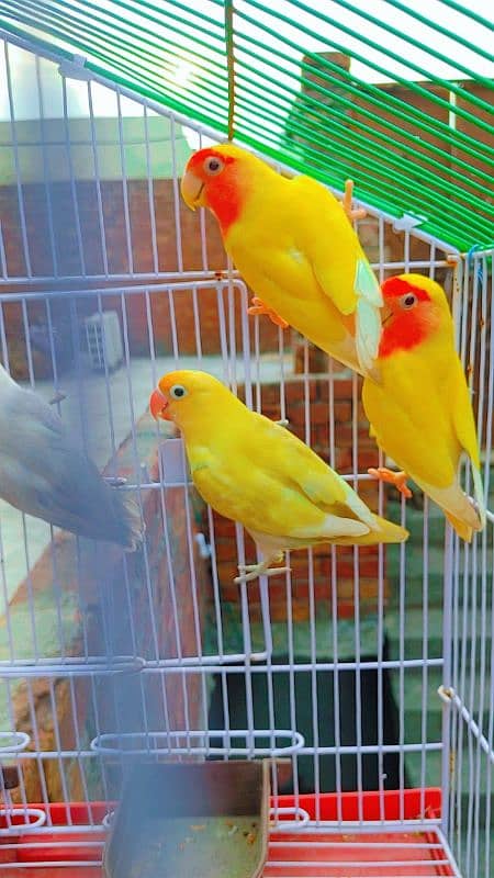 Love Bird Breder Pair. Egg Laying - Price is Low 1