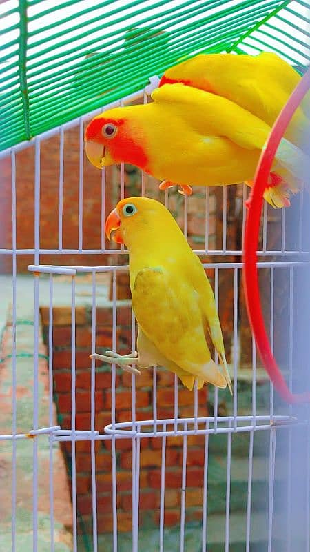 Love Bird Breder Pair. Egg Laying - Price is Low 4