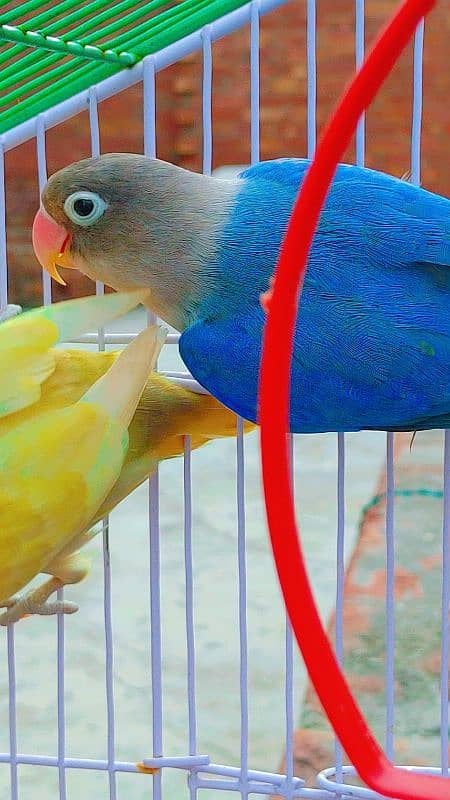 Love Bird Breder Pair. Egg Laying - Price is Low 5