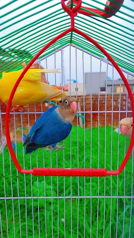 Love Bird Breder Pair. Egg Laying - Price is Low 6