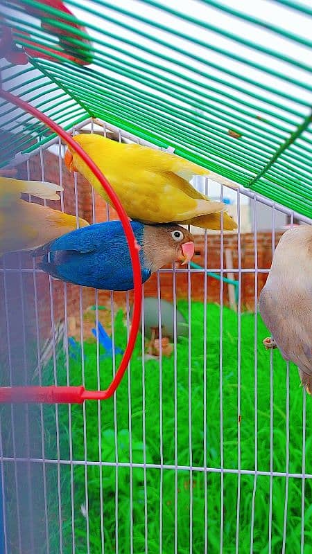 Love Bird Breder Pair. Egg Laying - Price is Low 7