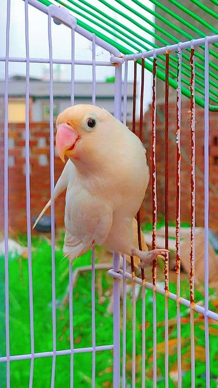 Love Bird Breder Pair. Egg Laying - Price is Low 8