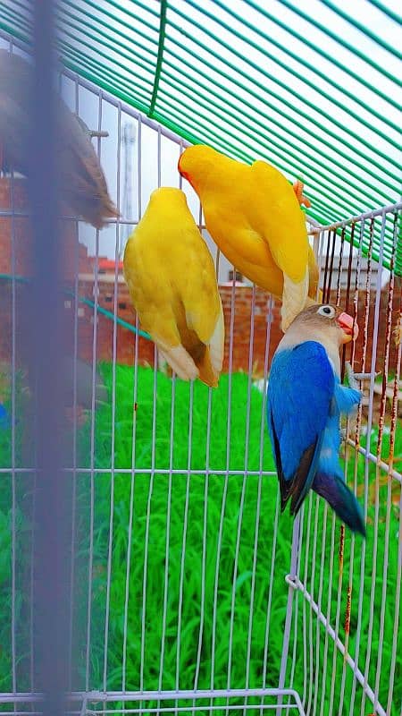 Love Bird Breder Pair. Egg Laying - Price is Low 9