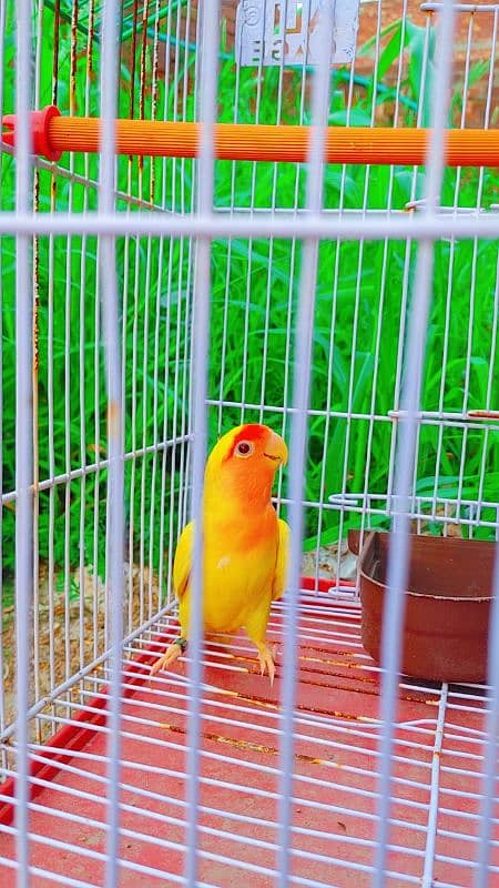 Love Bird Breder Pair. Egg Laying - Price is Low 10