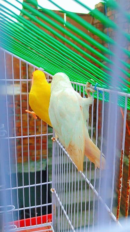 Love Bird Breder Pair. Egg Laying - Price is Low 11