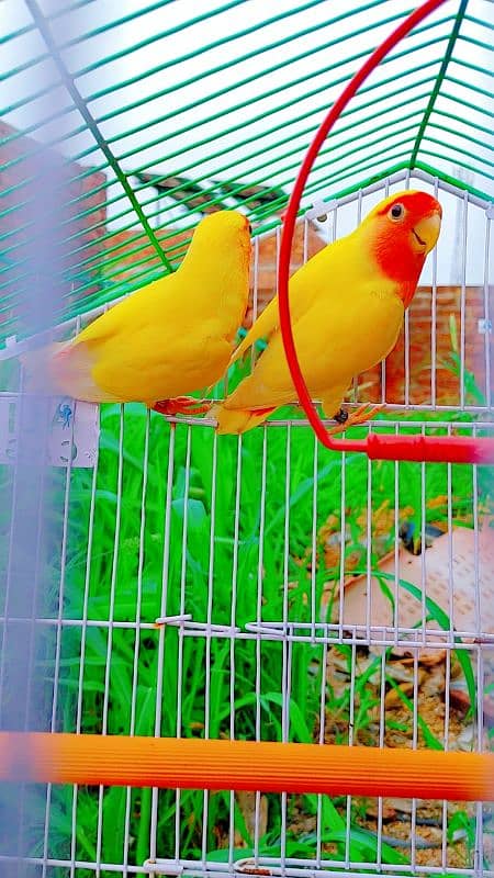 Love Bird Breder Pair. Egg Laying - Price is Low 12