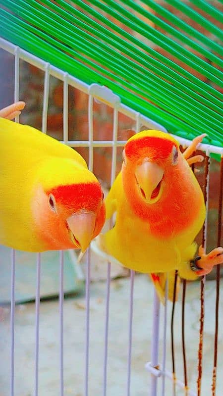 Love Bird Breder Pair. Egg Laying - Price is Low 13