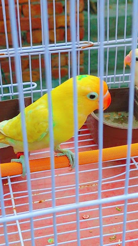 Love Bird Breder Pair. Egg Laying - Price is Low 14