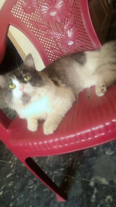 Percion Male Cat For Sale 1