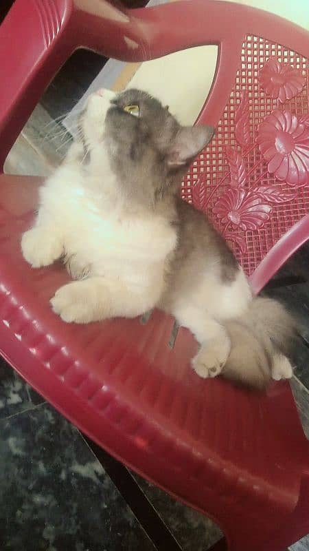 Percion Male Cat For Sale 3