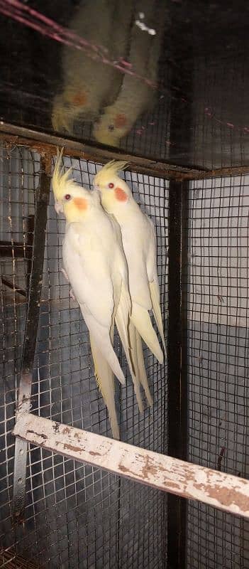 cocktail breeder pair common white red eyes 0