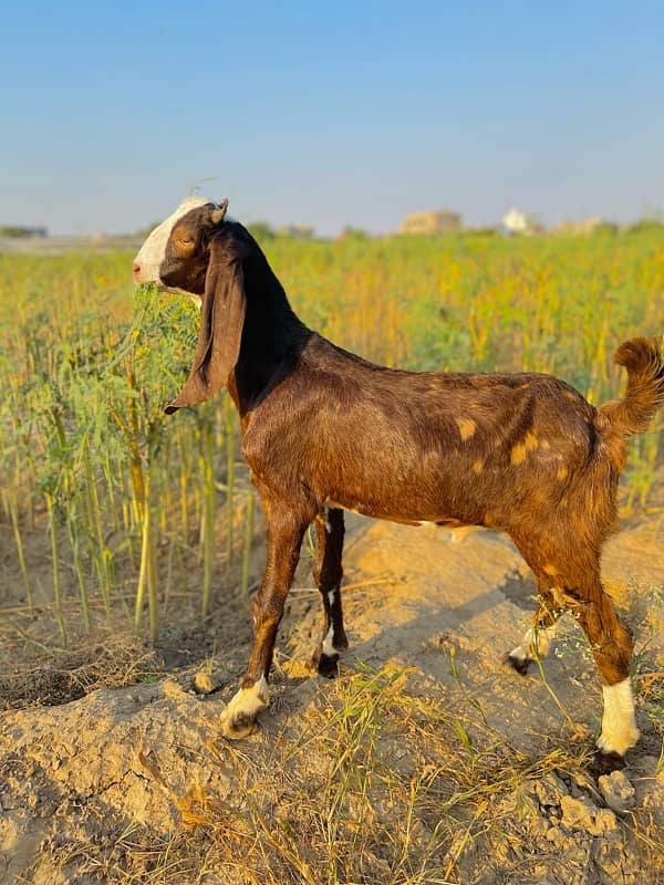 Ablack Male 1