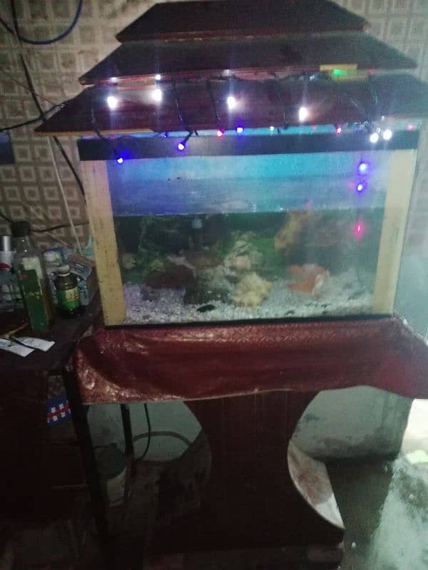 Fish aquarium with five fishes and accessories 2