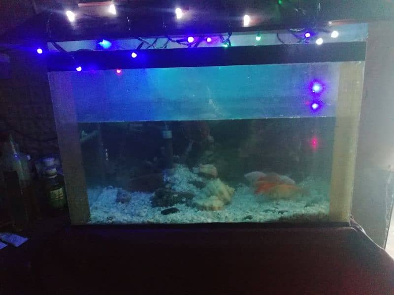 Fish aquarium with five fishes and accessories 3