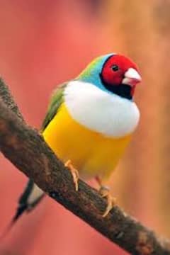 gouldian finch