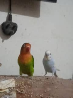 Lovebird + Budgie Pair