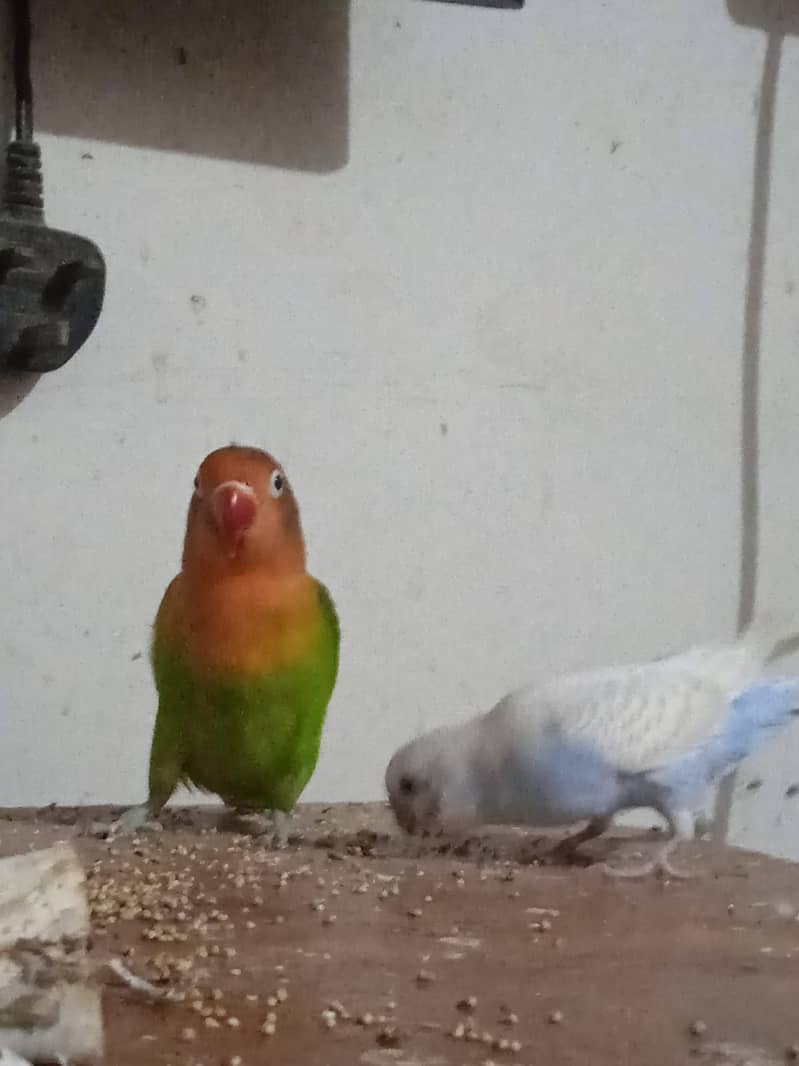 Lovebird + Budgie Pair 1