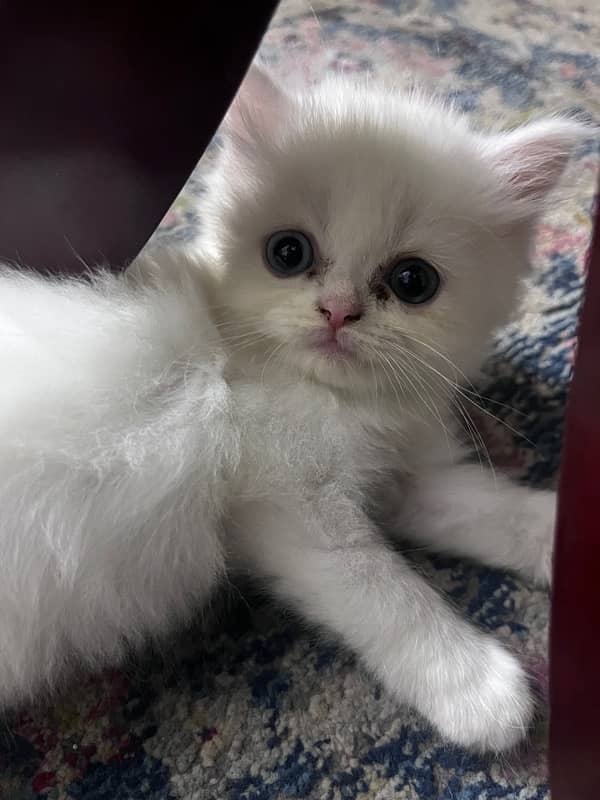 Persian Triiple coated|kittens&cats|Healthy& Active|female&male 6