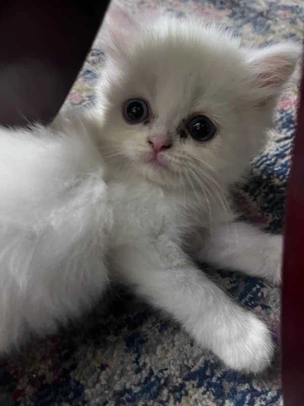 Persian Triiple coated|kittens&cats|Healthy& Active|female&male 7