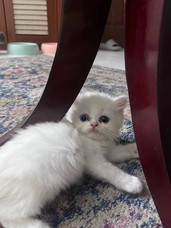 Persian Triiple coated|kittens&cats|Healthy& Active|female&male 8