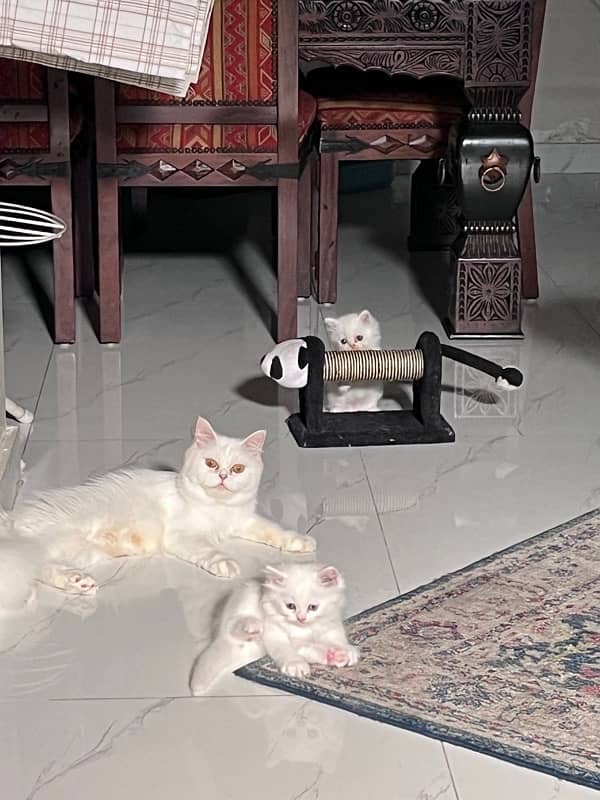 Persian Triiple coated|kittens&cats|Healthy& Active|female&male 9