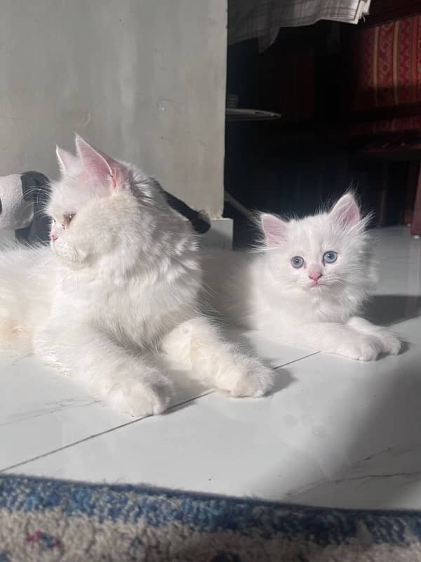 Persian Triiple coated|kittens&cats|Healthy& Active|female&male 10