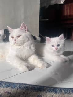 Persian Triiple coated|kittens&cats|Healthy& Active|female&male