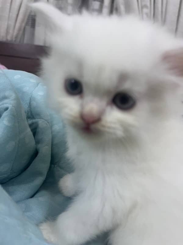 Persian Triiple coated|kittens&cats|Healthy& Active|female&male 13