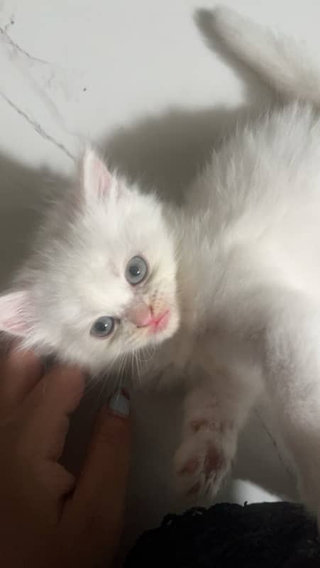 Persian Triiple coated|kittens&cats|Healthy& Active|female&male 15