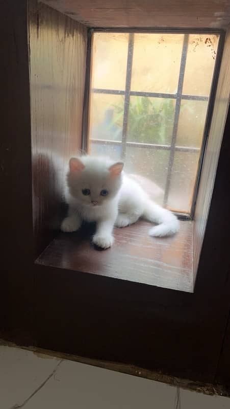 Persian Triiple coated|kittens&cats|Healthy& Active|female&male 16