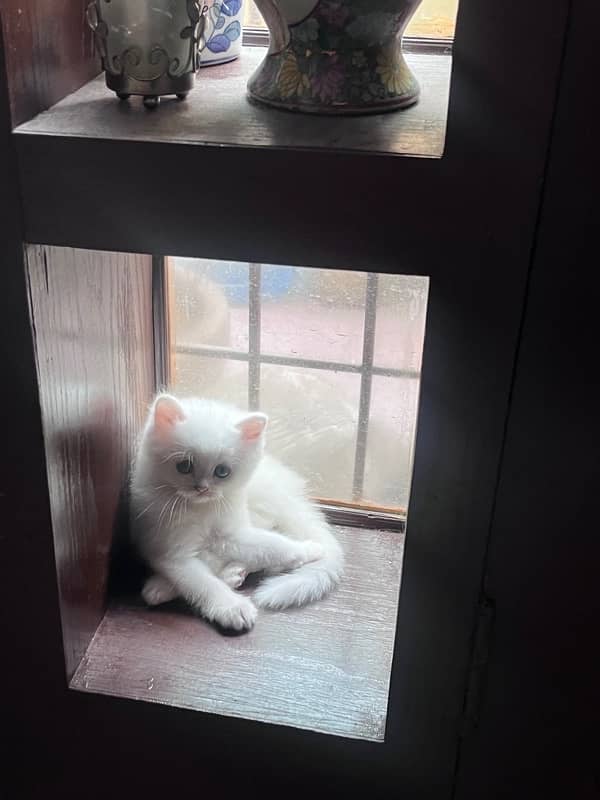 Persian Triiple coated|kittens&cats|Healthy& Active|female&male 17