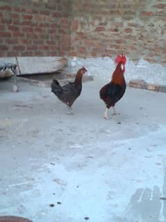 Misri pair for sale 0