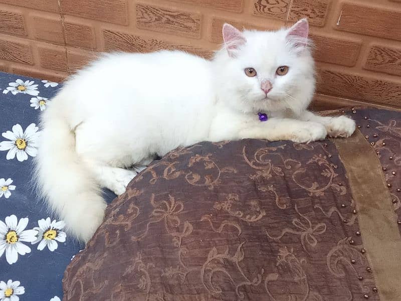 double coat pure white Persian cat 3