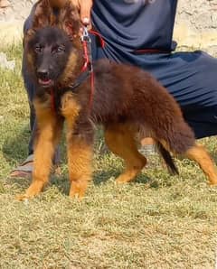 german shepherd long coat female 3 month age for sale