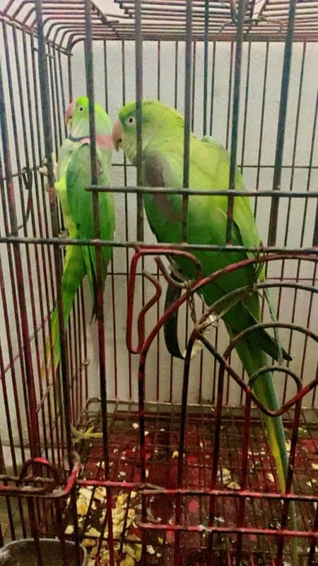 RAW PARROT TALKING PAIR 1