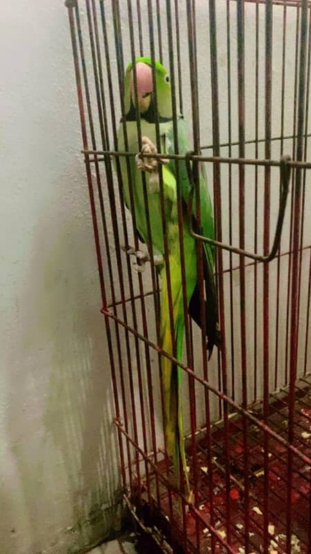 RAW PARROT TALKING PAIR 2