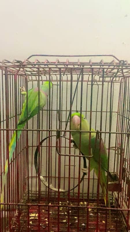 RAW PARROT TALKING PAIR 4