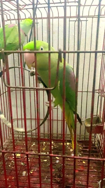 RAW PARROT TALKING PAIR 6