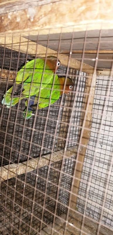 love bird green Fisher with cage 0