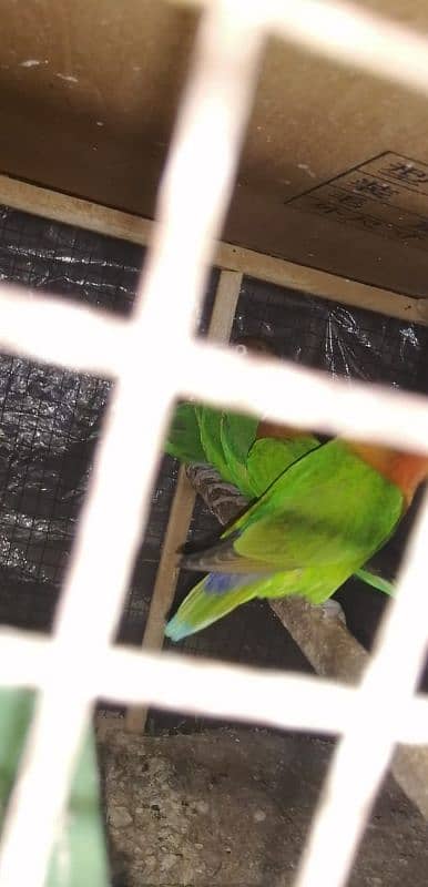 love bird green Fisher with cage 1